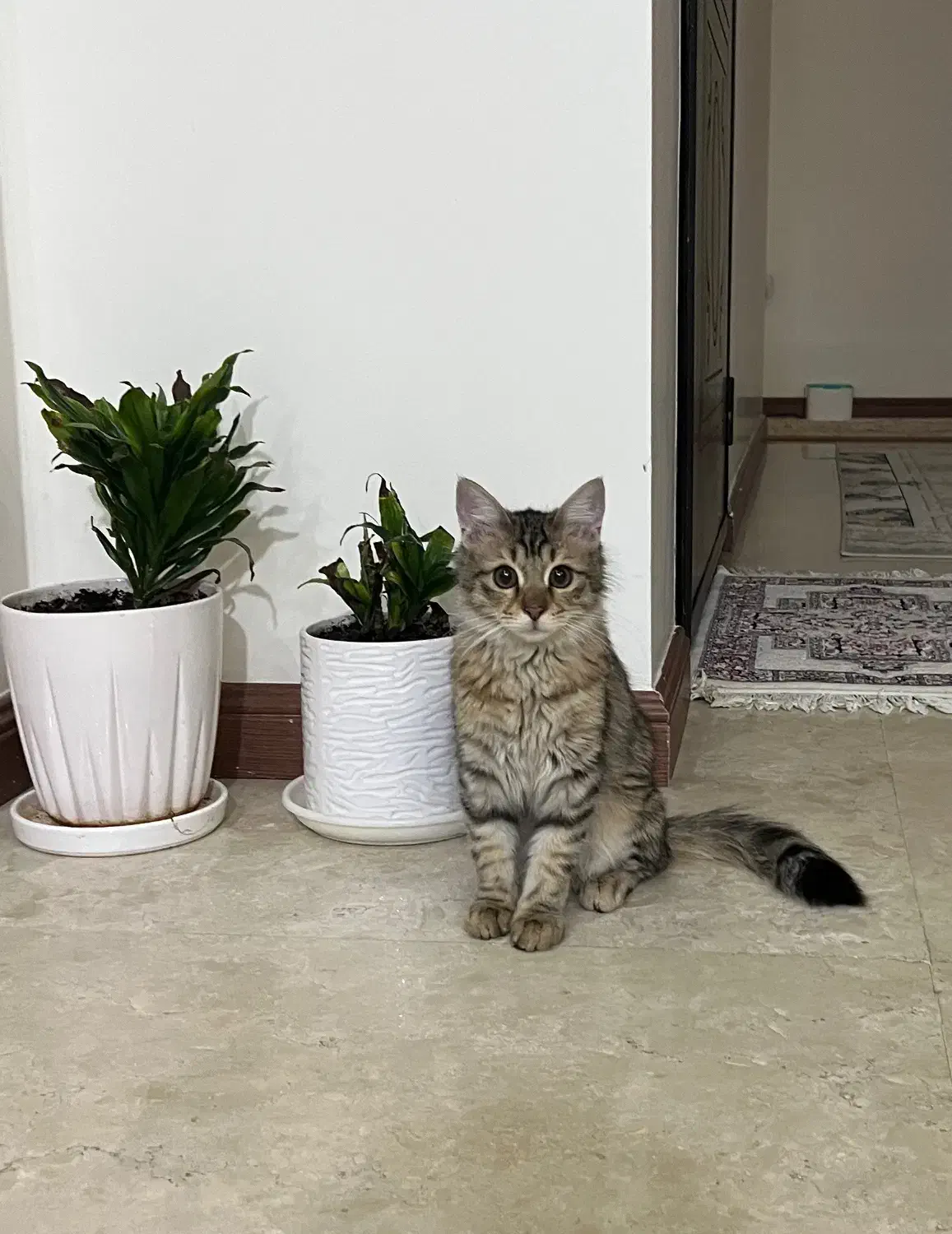 گربه|گربه|تهران, صادقیه|دیوار