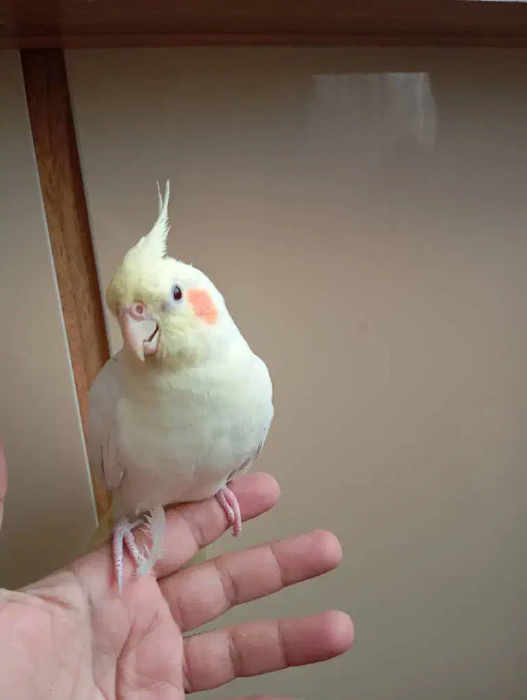 عروس هلندی نژاد لوتینو|پرنده|مشهد, امیریه|دیوار