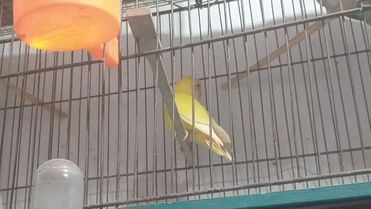 مرغ عشق|پرنده|خمینیشهر, |دیوار