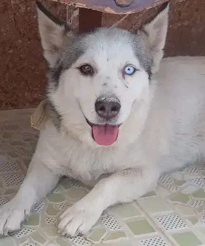 مفقودی گم شده پیدا شده سگ هاسکی در بهارستان|سگ|اصفهان, بهارستان|دیوار