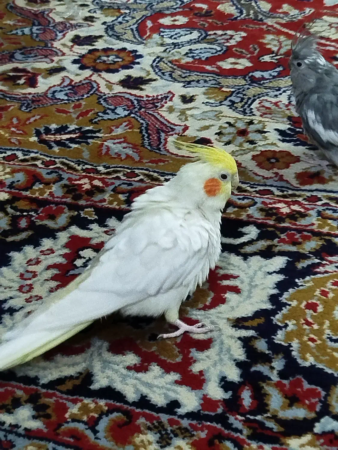 عروس هلندی|پرنده|آوج, |دیوار