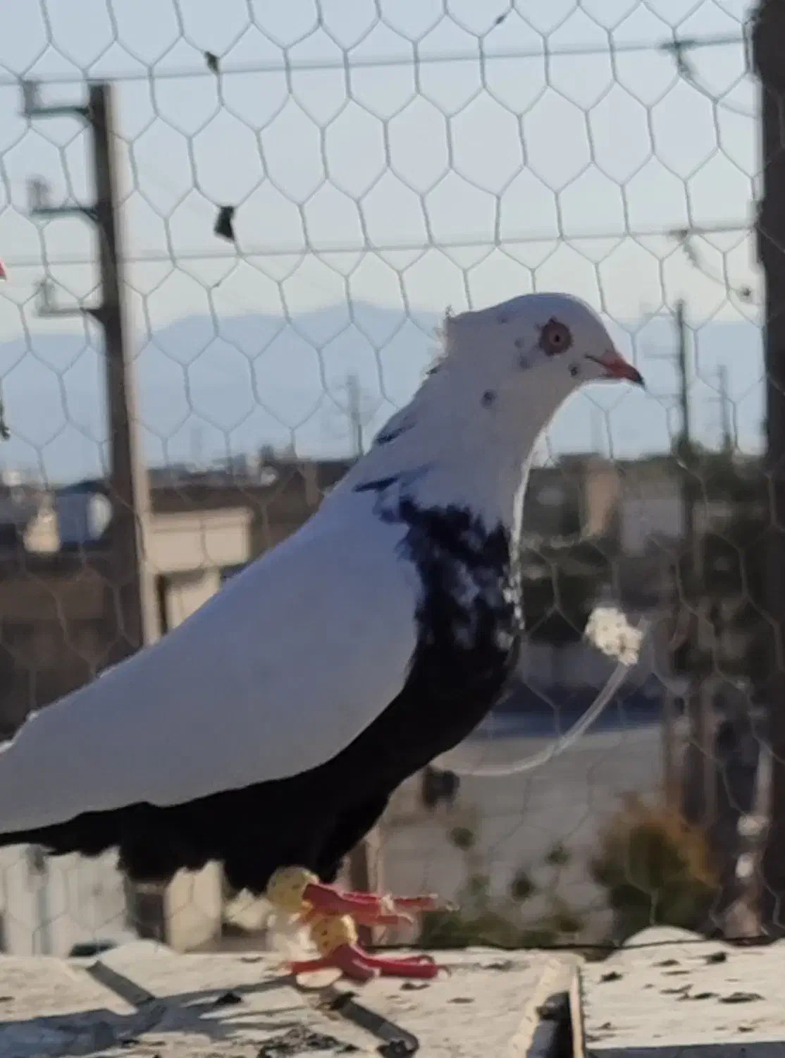 کفتر دمی|پرنده|مرودشت, ژیان|دیوار