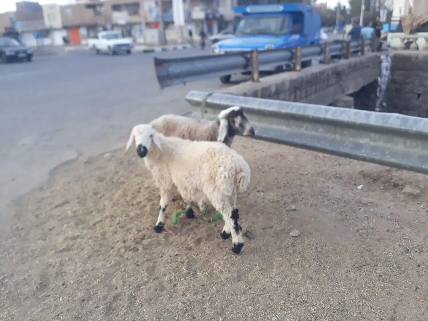 بره نر محلی ودو رگ|حیوانات مزرعه|جلگه ماژان, |دیوار