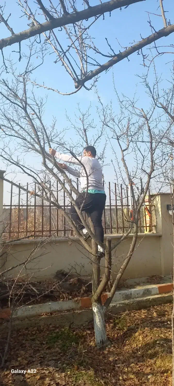 هرس درختان میوه و هرس فرم تزئینی|خدمات باغبانی و درختکاری|هشتگرد, تهران دشت|دیوار