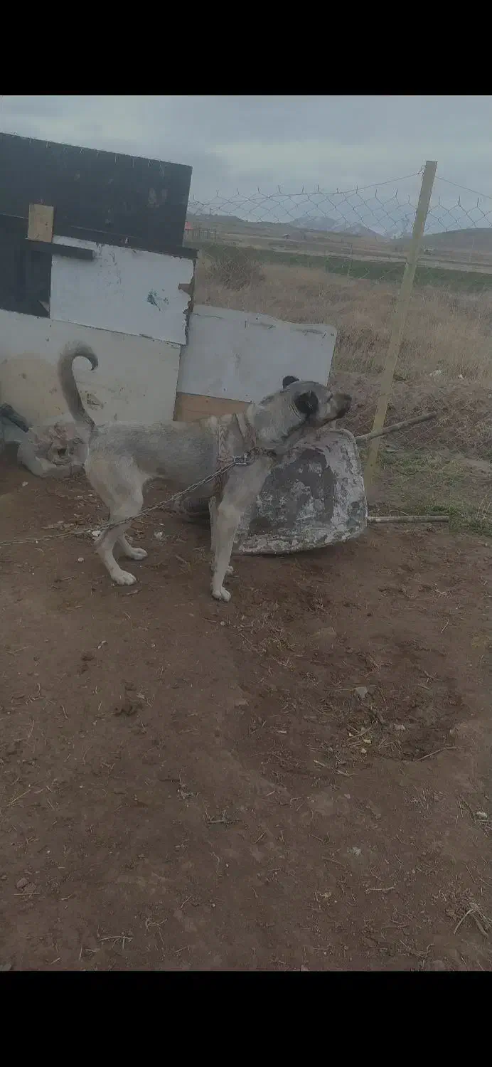 سگ سرابی|سگ|ماکو, |دیوار