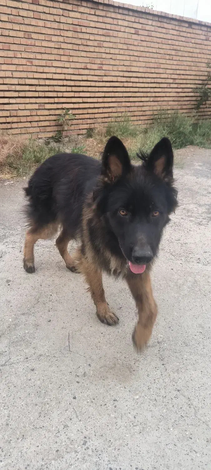 ژرمن شپرد|سگ|گمیشان, |دیوار