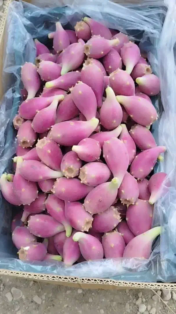 فروش میوه کاکتوس|خوردنی و آشامیدنی|شیراز, اصلاح‌نژاد|دیوار