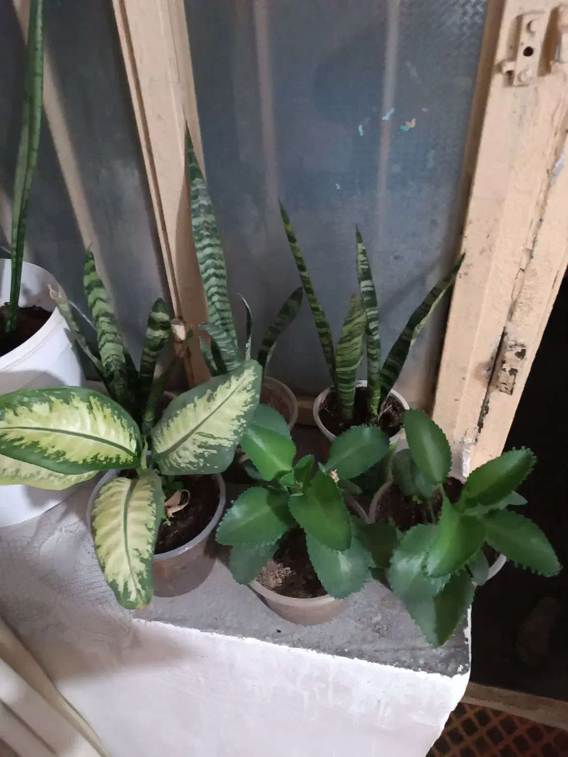 گل وگیاه طبیعی|گل و گیاه طبیعی|دهدشت, |دیوار