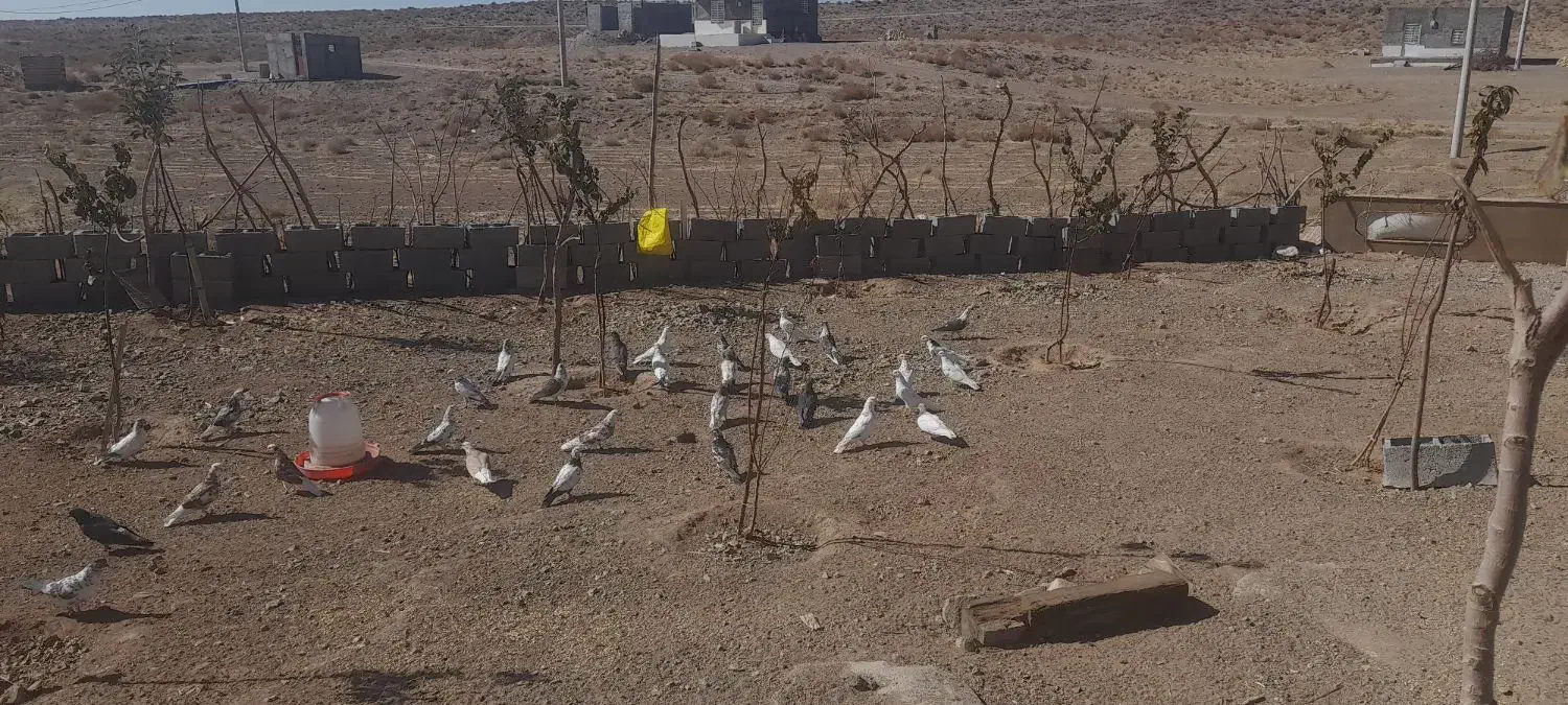 کبوتر|پرنده|سیرجان, |دیوار