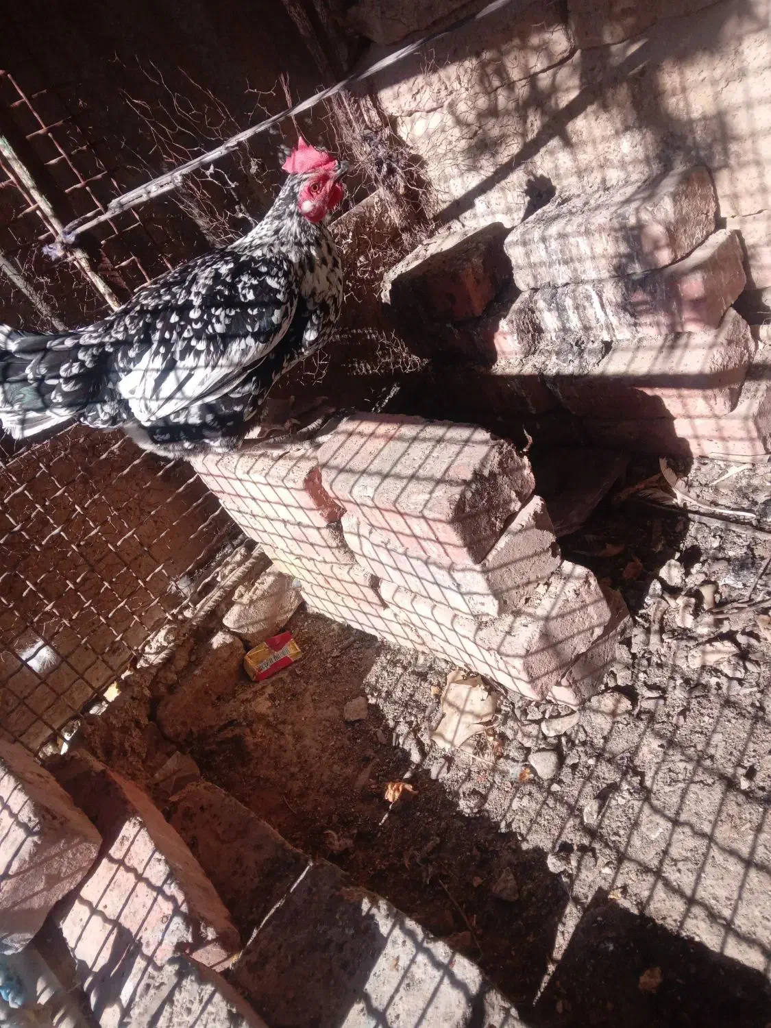 مرغ دورگه|حیوانات مزرعه|خاش, |دیوار