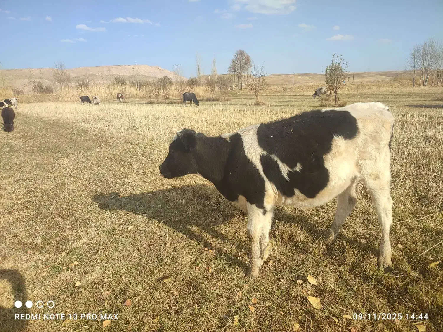 تلیسه مونت هلشتاین|حیوانات مزرعه|هشترود, |دیوار