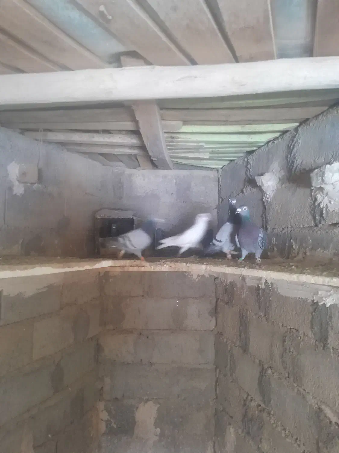 کفتر آلمانی|پرنده|مشهد, شهرک بهارستان|دیوار