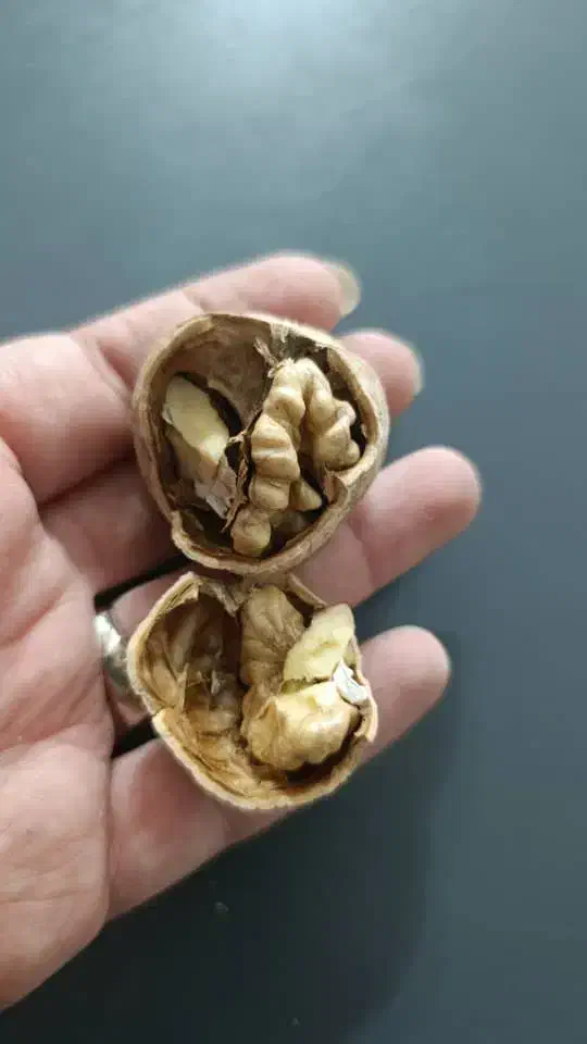 گردو|خوردنی و آشامیدنی|شیراز, آزادگان|دیوار