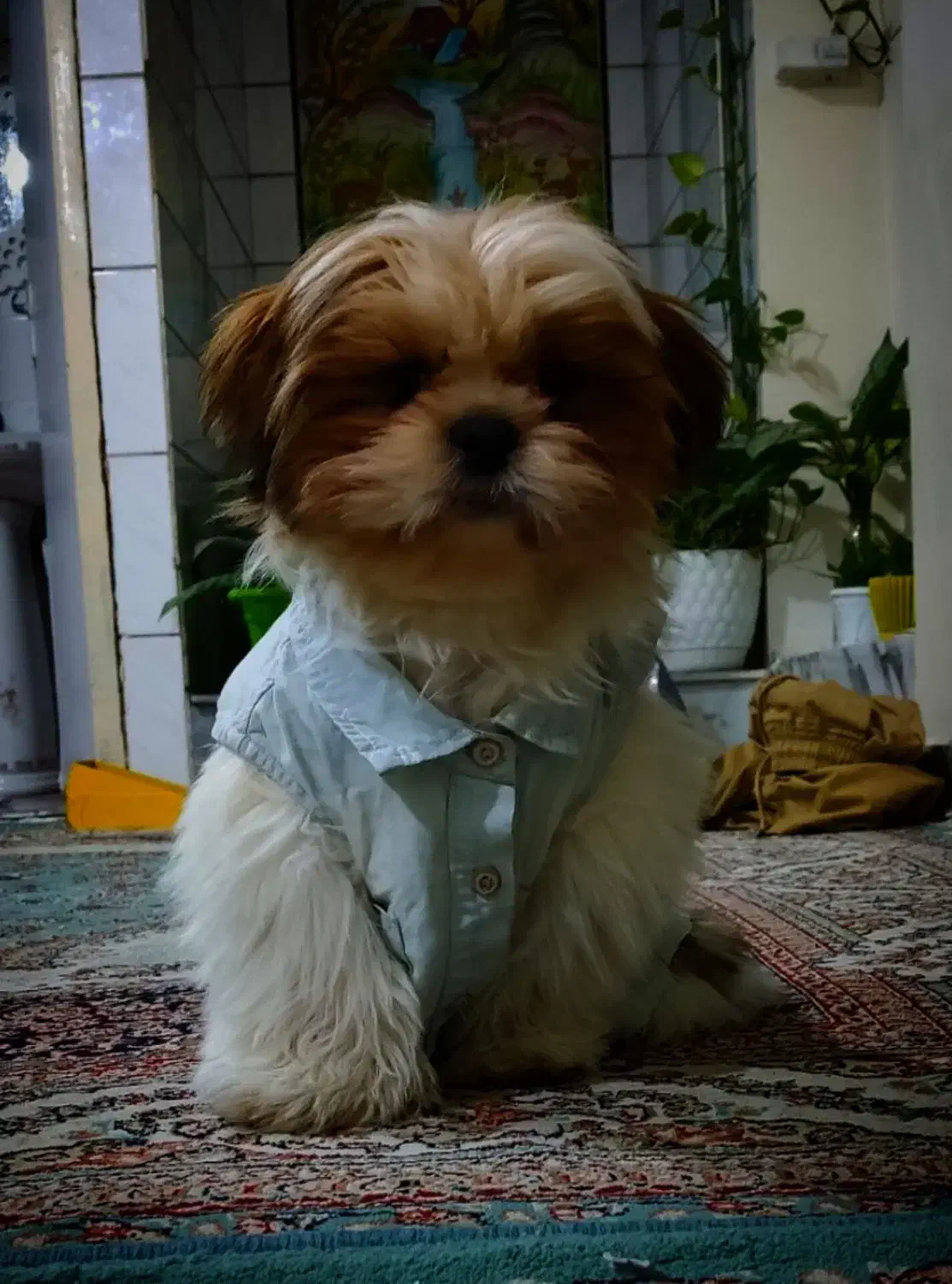 سگ شیتزو|سگ|کرمانشاه, |دیوار