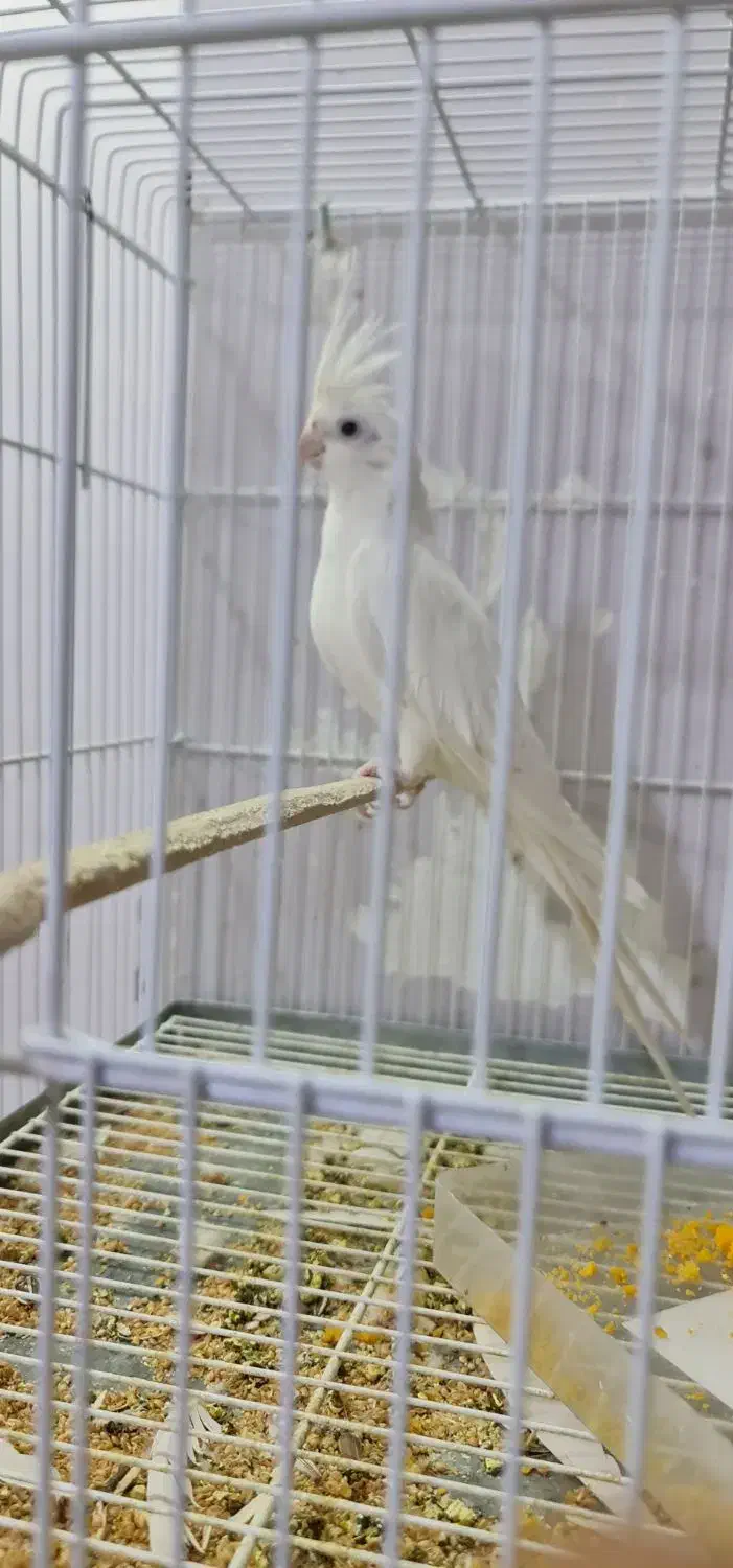 عروس هلندی مولد البینو و دوکت جفت حلقه پا|پرنده|شیراز, شهرک گلستان|دیوار