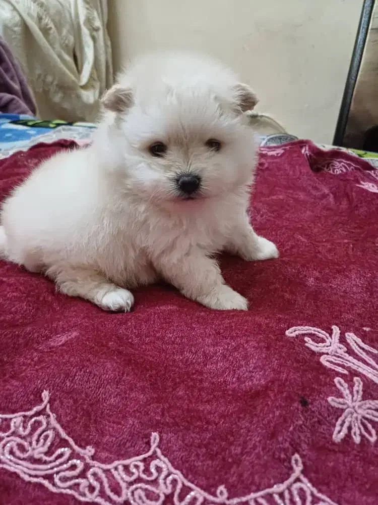 پامر خرسی سایز کوچولو|سگ|اردبیل, |دیوار