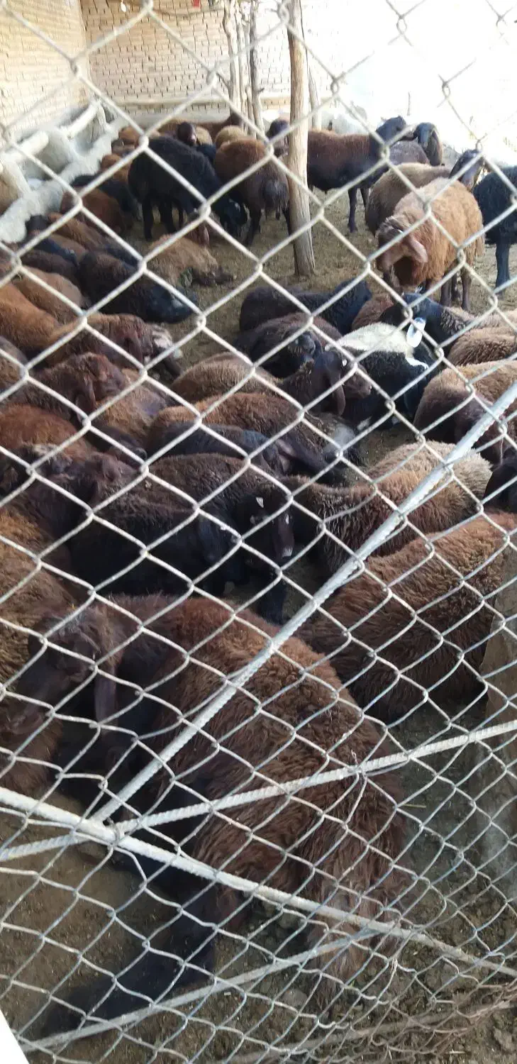 بره نر قربانی از 60 تا 80 کیلو|حیوانات مزرعه|مرند, |دیوار