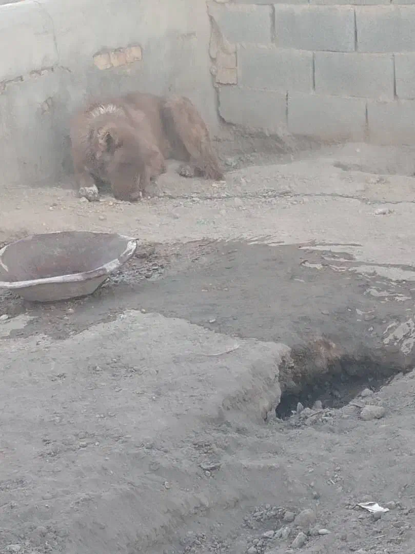 سگ نر|سگ|اژیه, |دیوار