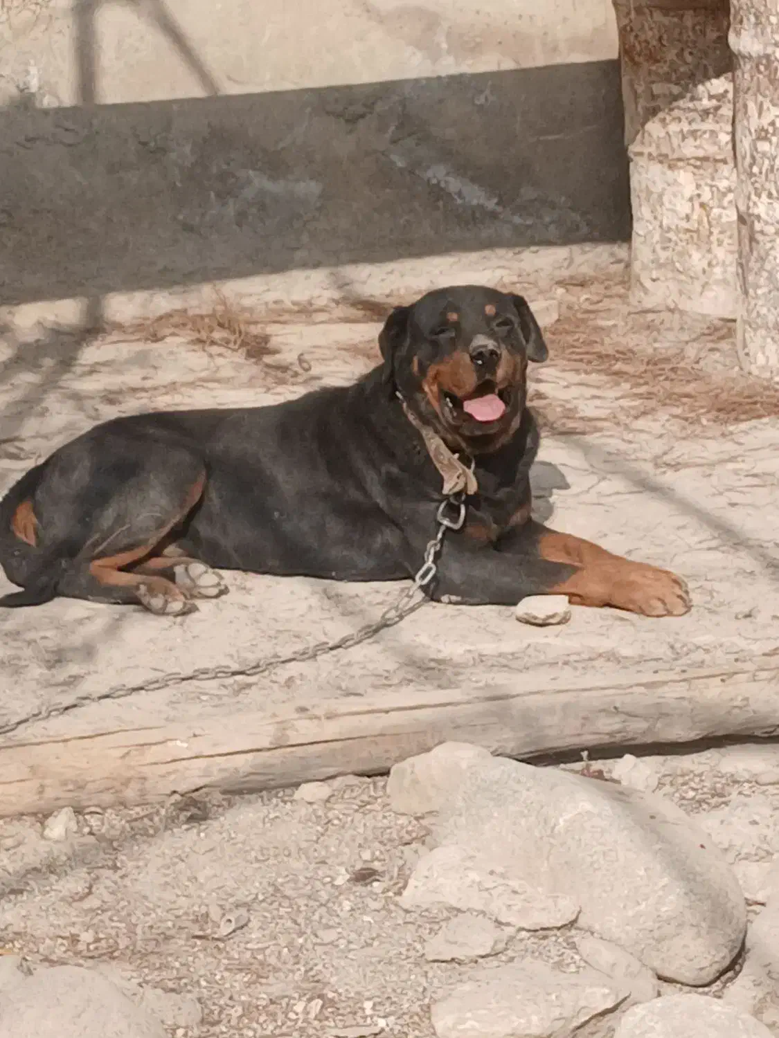 سگ روتوایلر|سگ|رباطکریم, منجیل آباد|دیوار