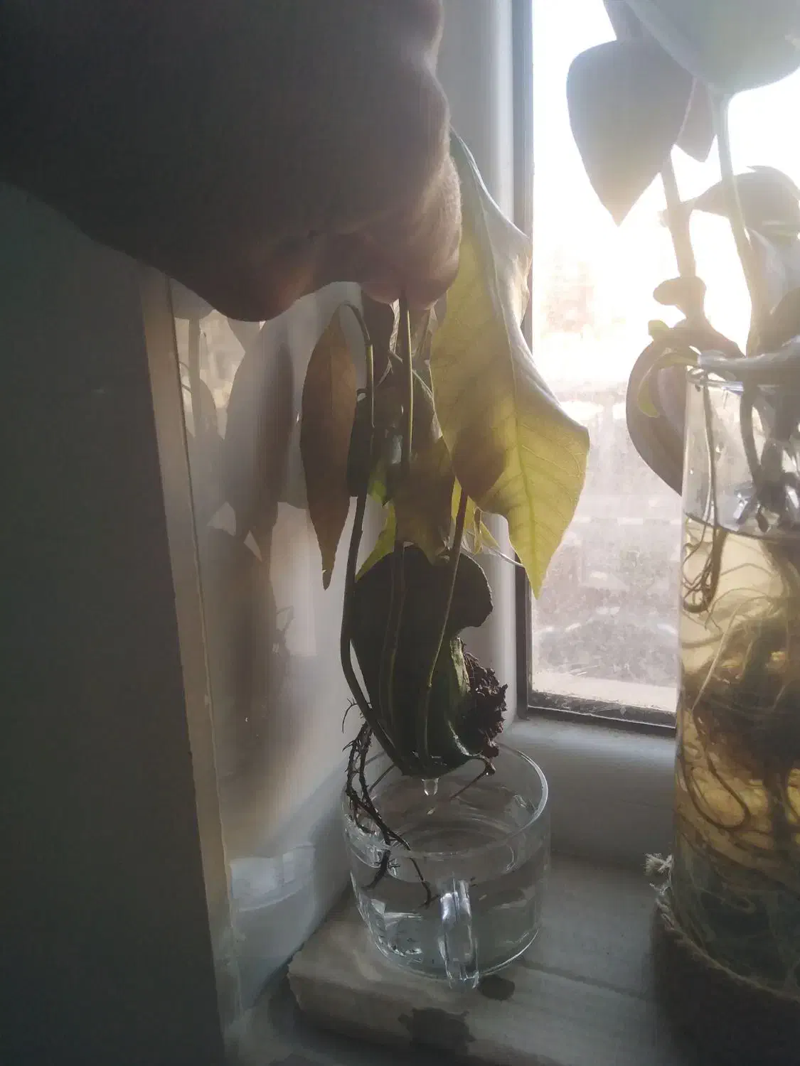 نهال انبه|گل و گیاه طبیعی|قم, پردیسان|دیوار