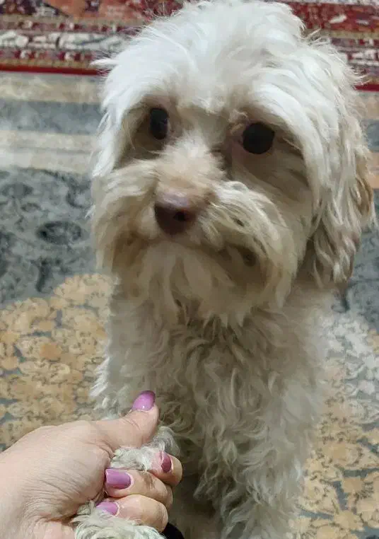 سگ پودل تریر|سگ|کرج, گوهردشت|دیوار