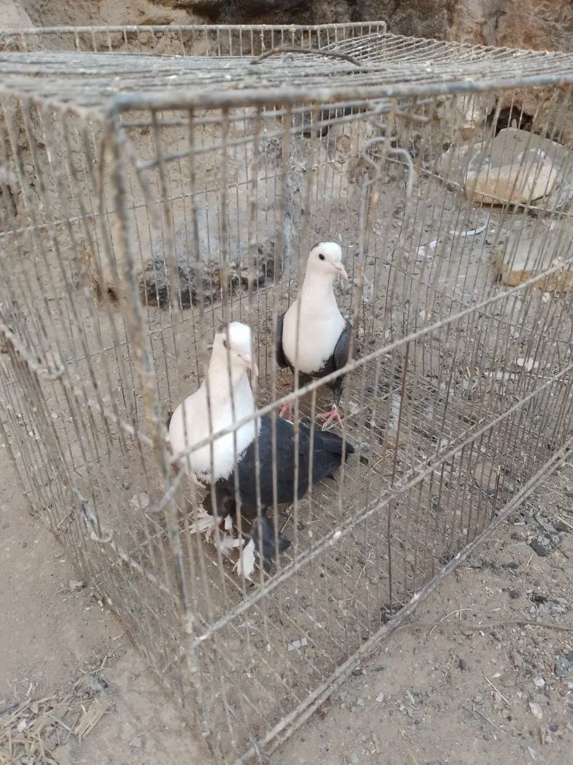 یک جفت کله سفید|پرنده|سبزوار, قصبه اب یمین|دیوار