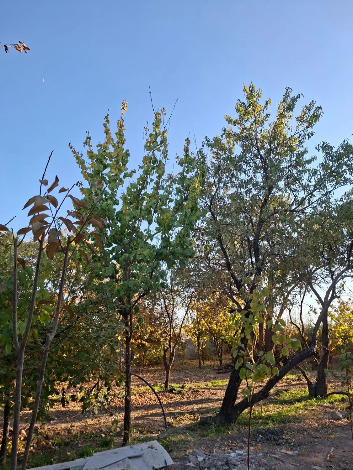 باغ سر سبز ۳۵ قصب|فروش زمین و ملک کلنگی|پاریز, |دیوار