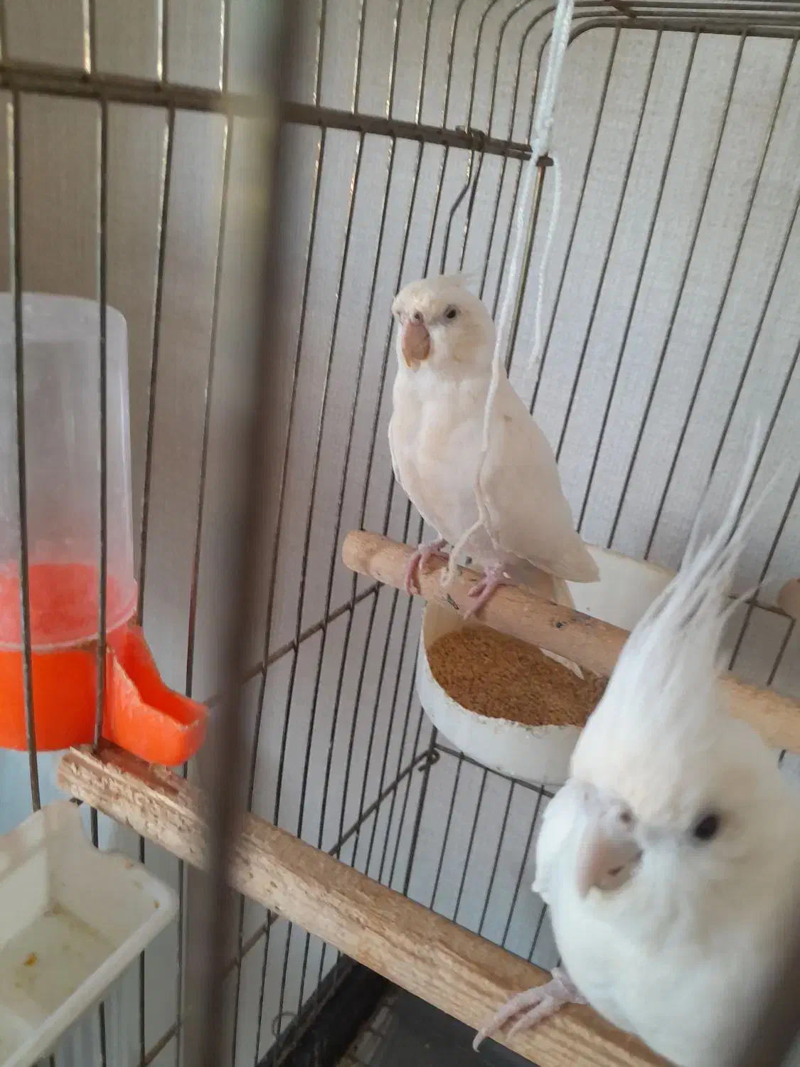 عروس هلندی البینو|پرنده|نوشهر, |دیوار