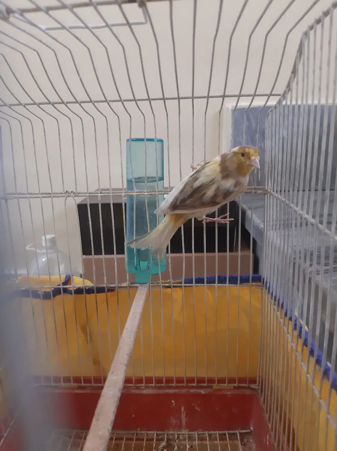 قناری ابلق|پرنده|گلستان (تهران), |دیوار