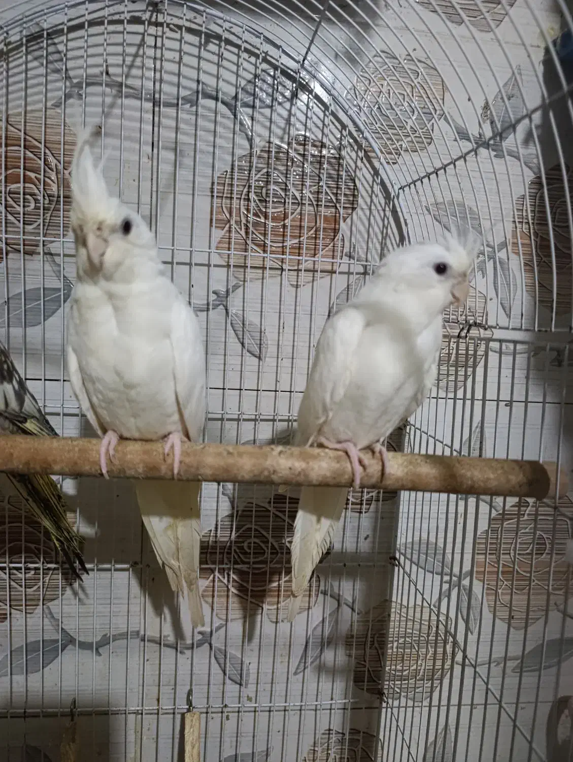 عروس آلبینو و سینامون سرلاکی تا بالغ و گرینچیک|پرنده|آستانه اشرفیه, |دیوار