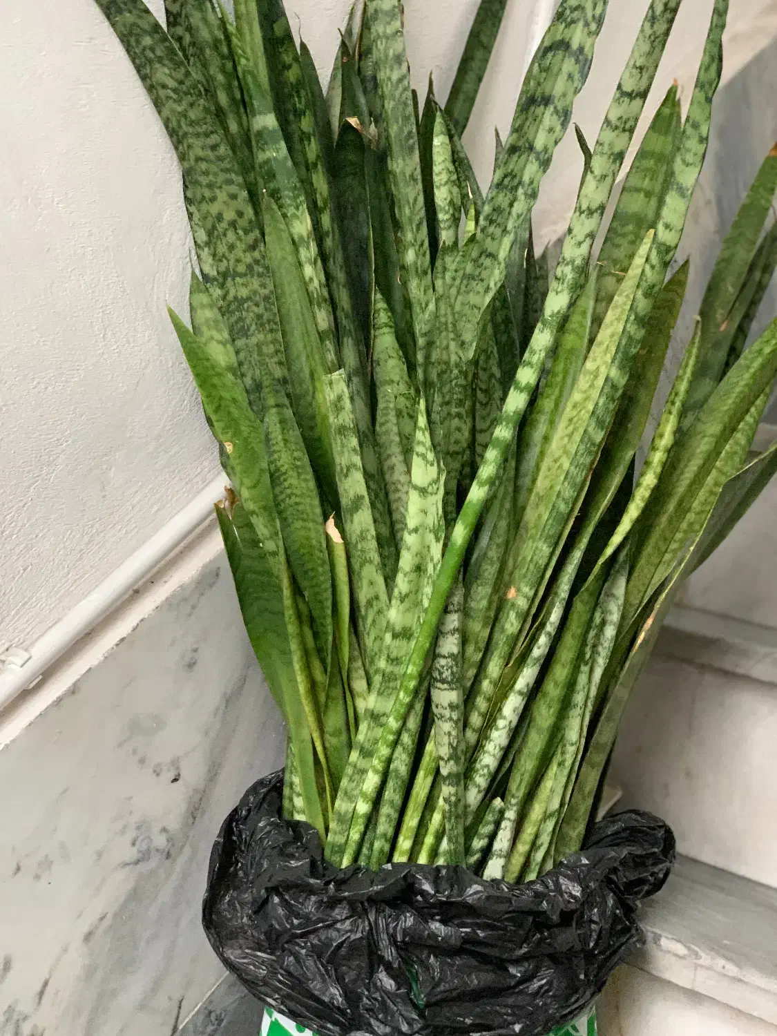 سانسوریا|گل و گیاه طبیعی|رشت, باهنر|دیوار