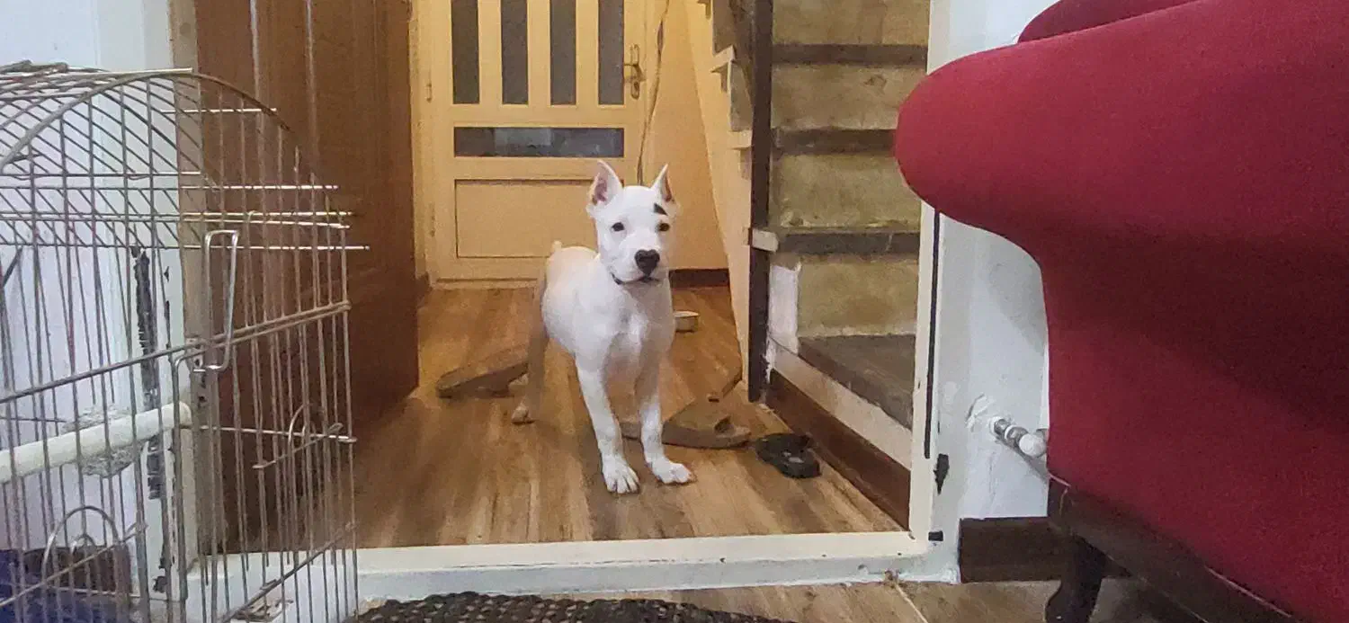 دوگو آرژانتینو|سگ|سمنان, |دیوار