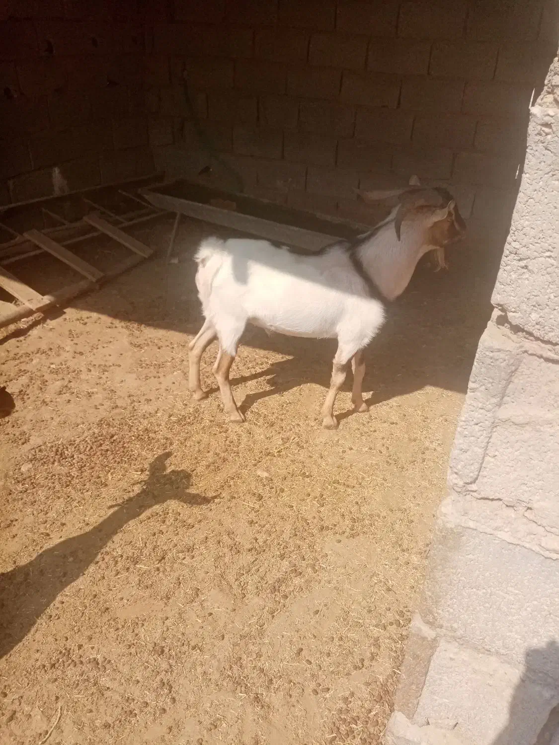 بز و کهره|حیوانات مزرعه|لامرد, |دیوار