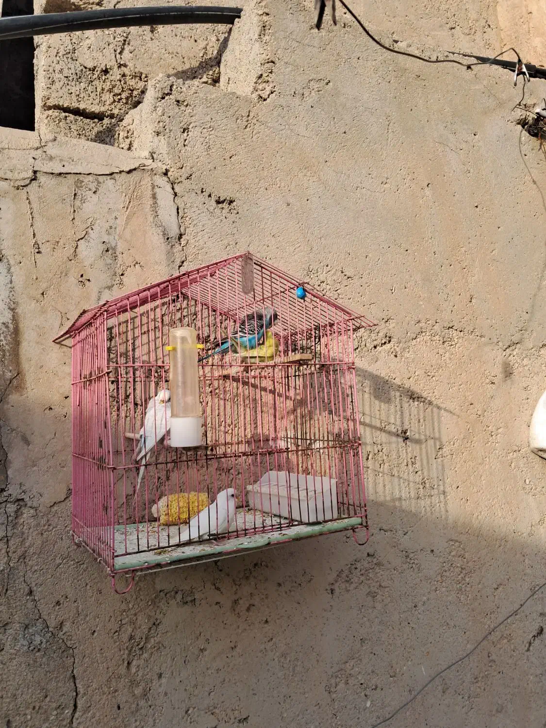 مرغ عشق|پرنده|بندر ماهشهر, |دیوار