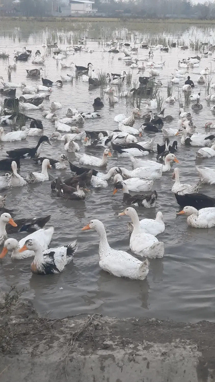 اوردک پرورشی .تعداد بالا فروشی|حیوانات مزرعه|تولم شهر, |دیوار