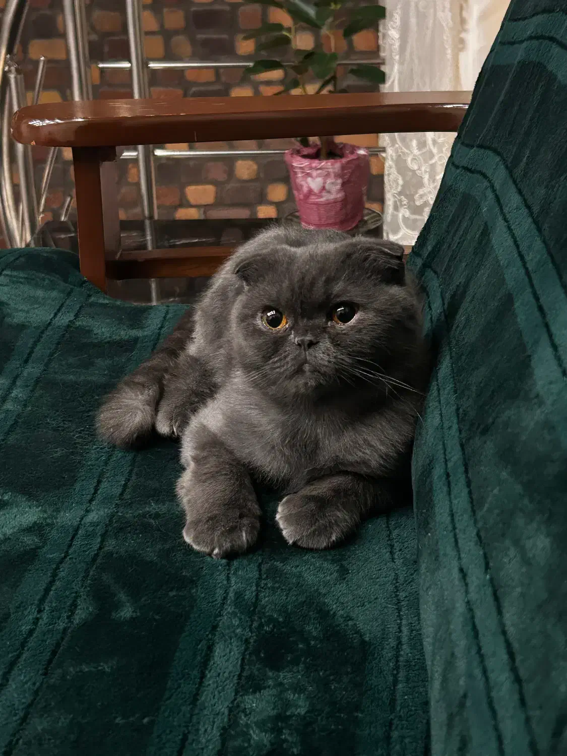 گربه جفت|گربه|اصفهان, آفاران|دیوار