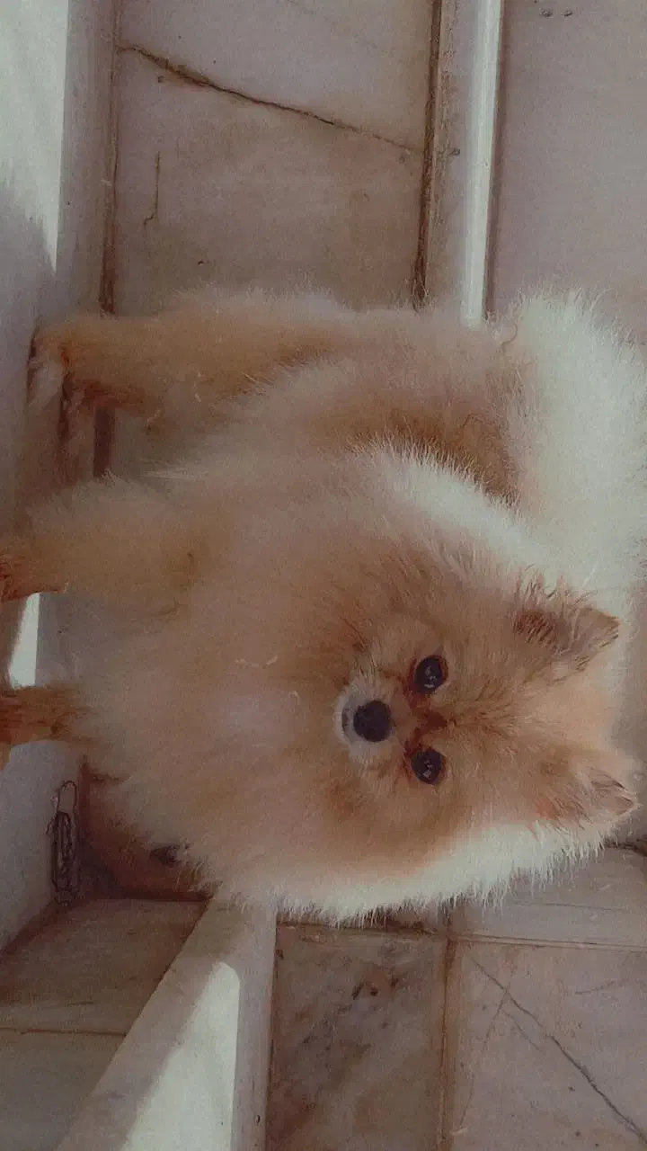 پامرانین خرسی|سگ|کاشان, شهدا|دیوار