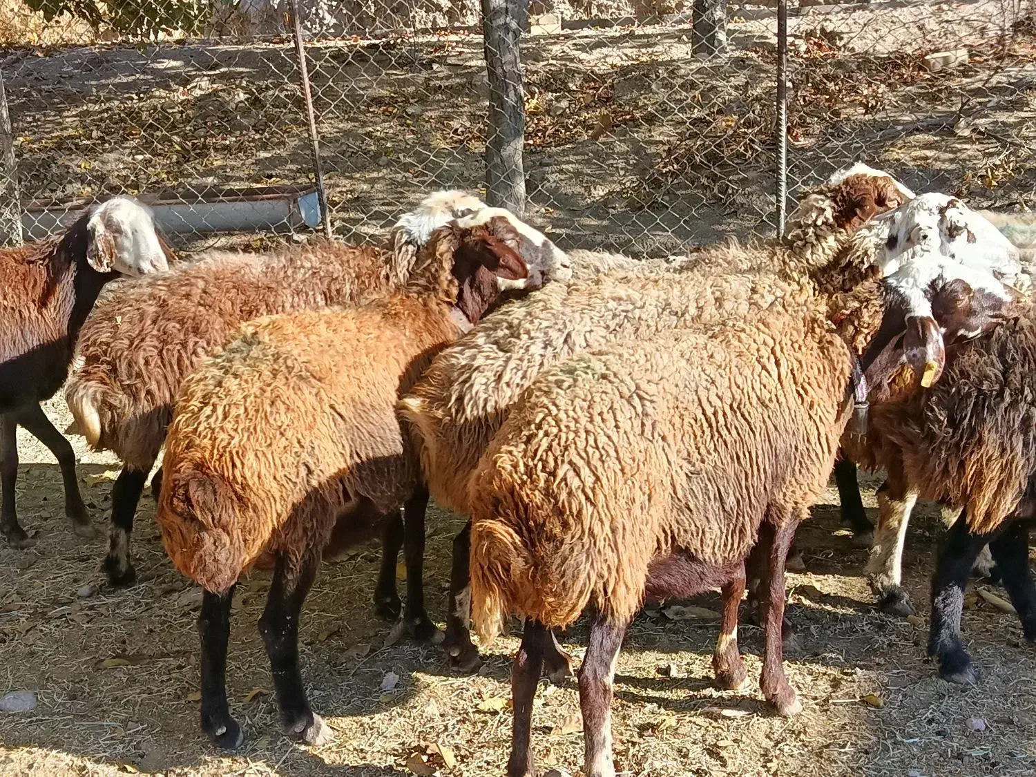 گوسفند داشتی|حیوانات مزرعه|فیروزآباد (لرستان), |دیوار