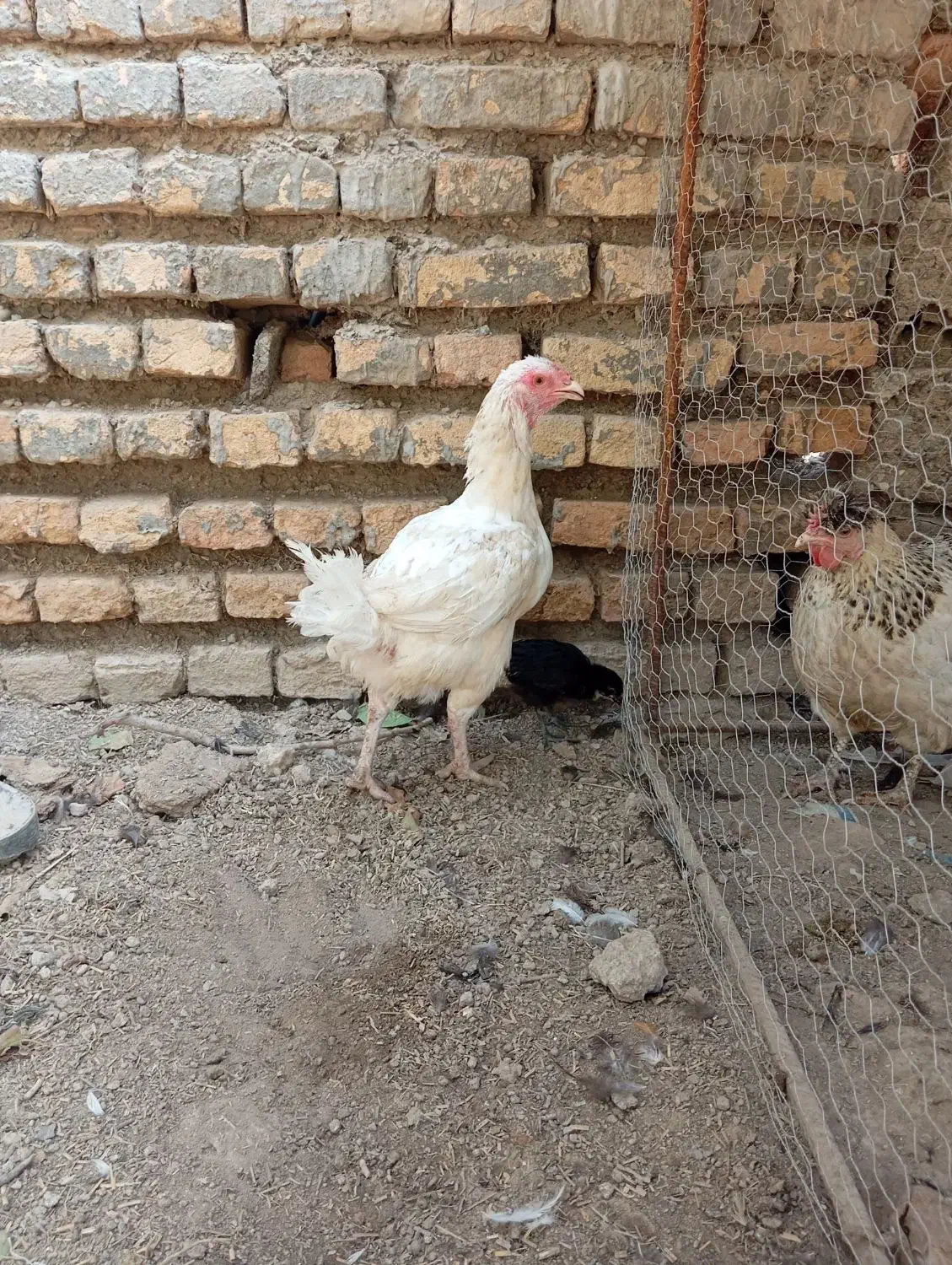 مرغ دورگ سفید با یه جوجه|حیوانات مزرعه|آق قلا, |دیوار