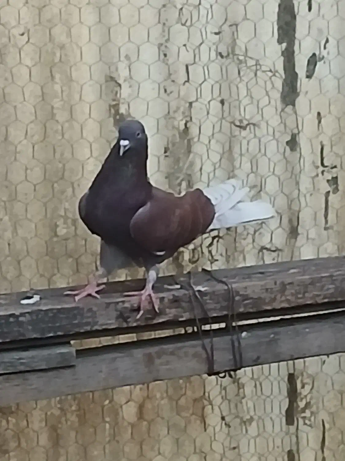 کبوتر فوری|پرنده|ساری, |دیوار