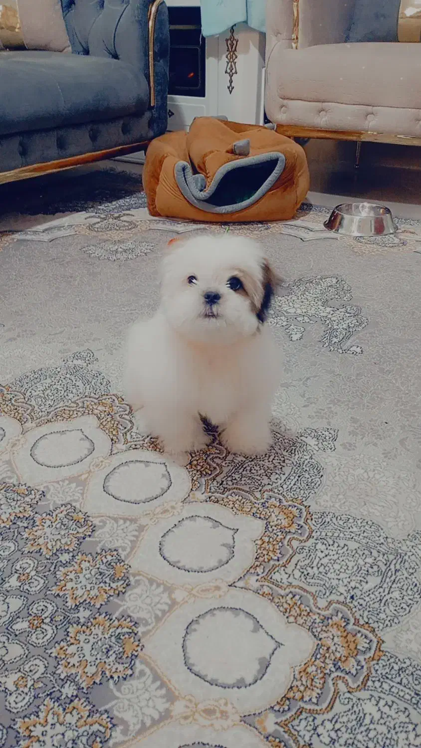 سگ مالتیپو|سگ|قزوین, |دیوار