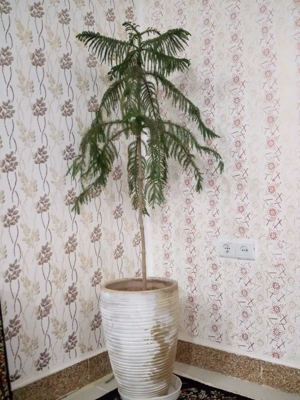 ف و ر ی|گل و گیاه طبیعی|سبزوار, کهنه آب|دیوار