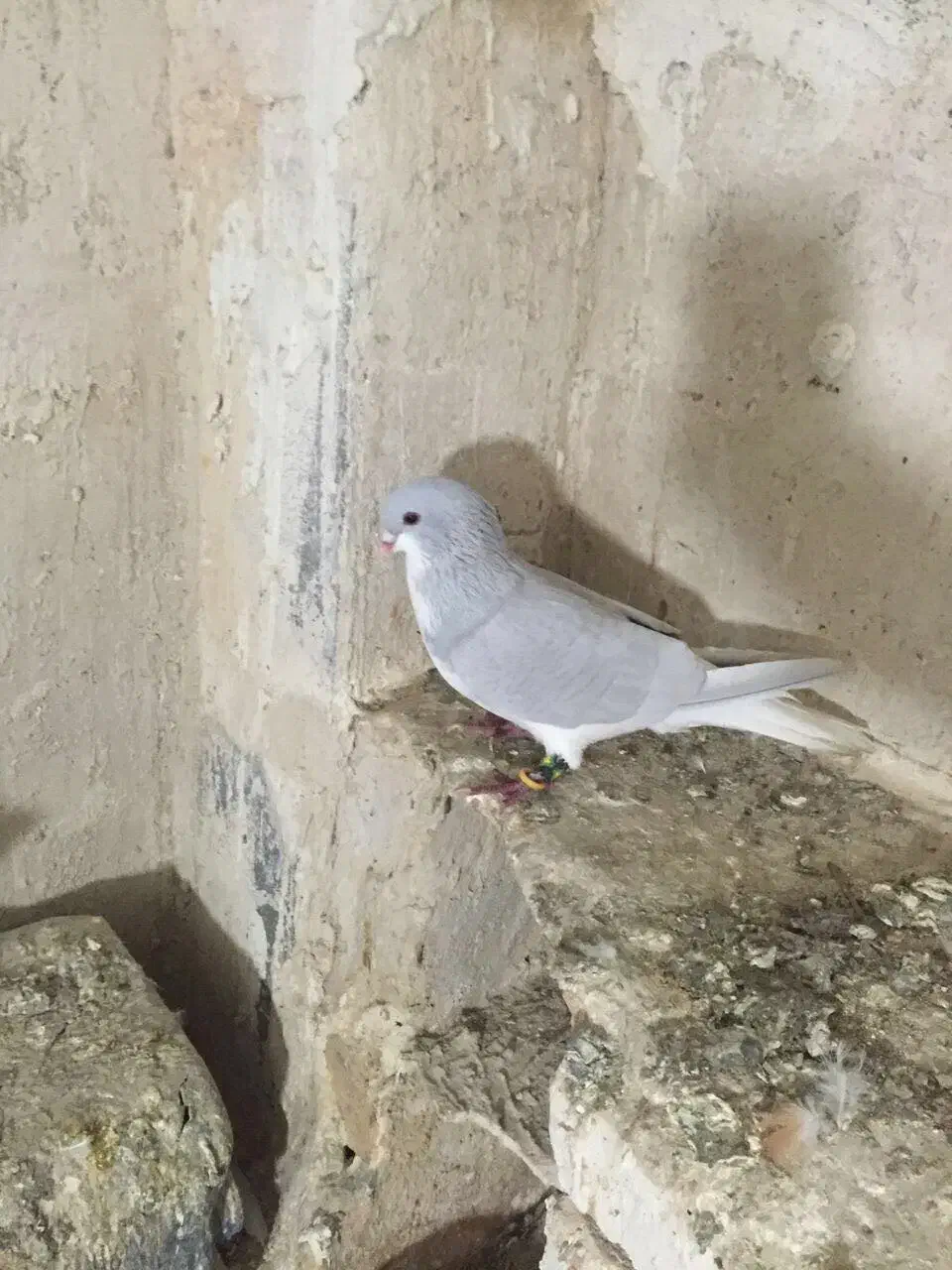 شهری|حیوانات|شیراز, نصر|دیوار