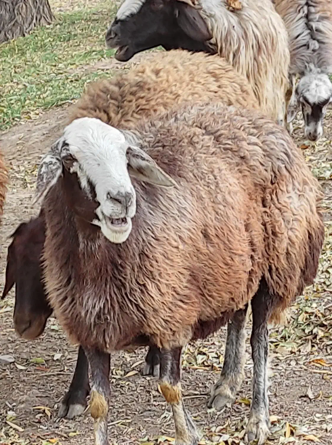 گوسفندگوشتی|حیوانات مزرعه|ارشق, |دیوار