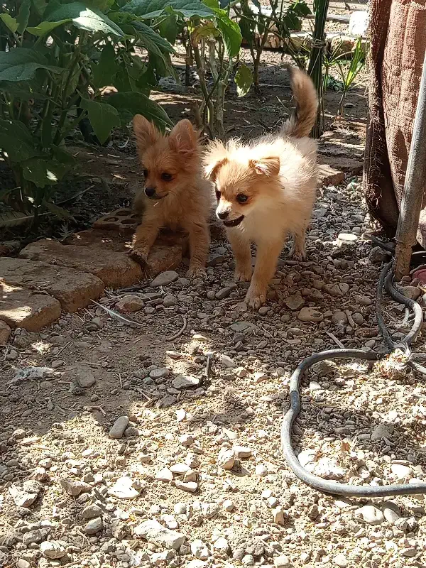 توله پامر|سگ|رباط‌کریم, رباط‌کریم|دیوار