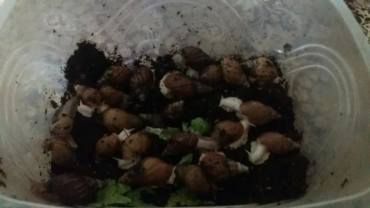 حلزون طبی|خزنده|کرج, خرمدشت|دیوار