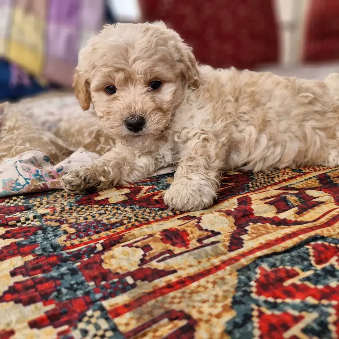 سگ پودل|سگ|طرقبه, |دیوار