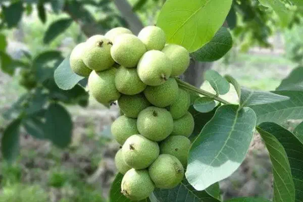 توزیع وعرضه انواع نهال گردو و بادام نهالستان غرب|خدمات باغبانی و درختکاری|گلپایگان, |دیوار