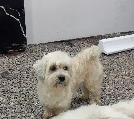 شیزو تریر  ماده   سایز کوچک آماده جفت گیری|سگ|لاهیجان, گلستان|دیوار