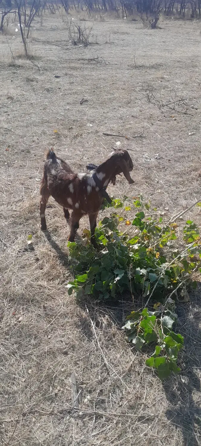 بزغاله پاکستان اصل|حیوانات مزرعه|اهر, |دیوار